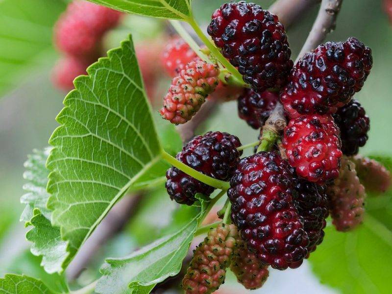 Шелковица купить саженцы из питомнике в Ижевске