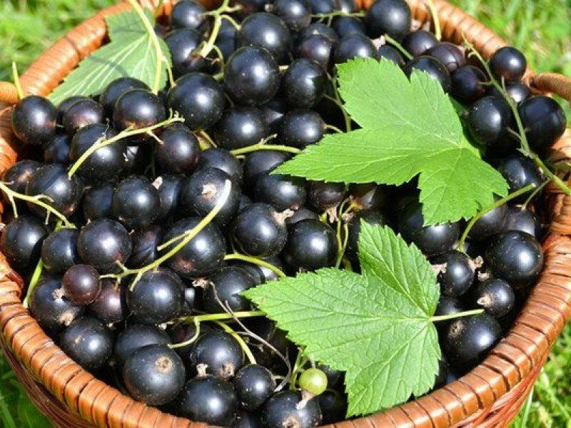 Смородина купить саженцы из питомника в Ижевске