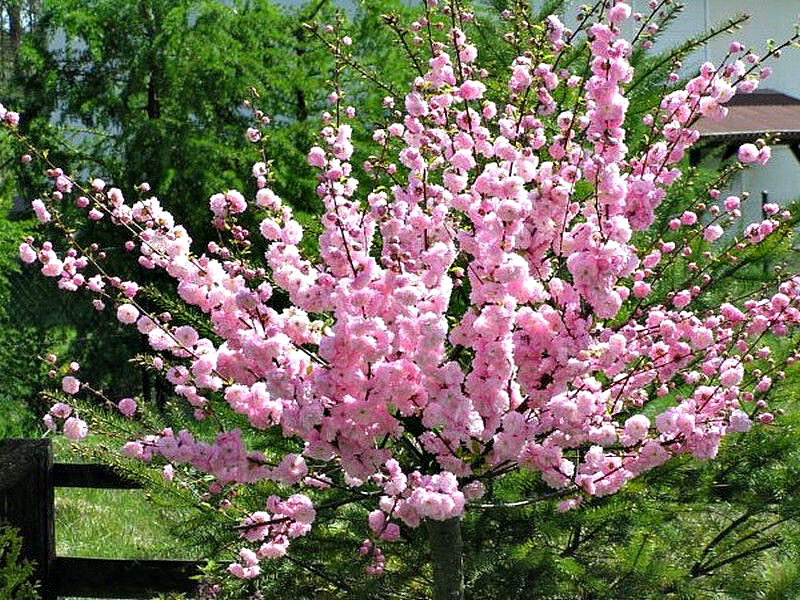 Миндаль купить саженцы из питомника в Ижевске