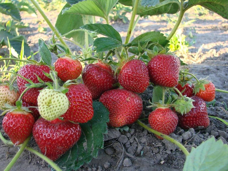 Клубника купить саженцы из питомника в Ижевске