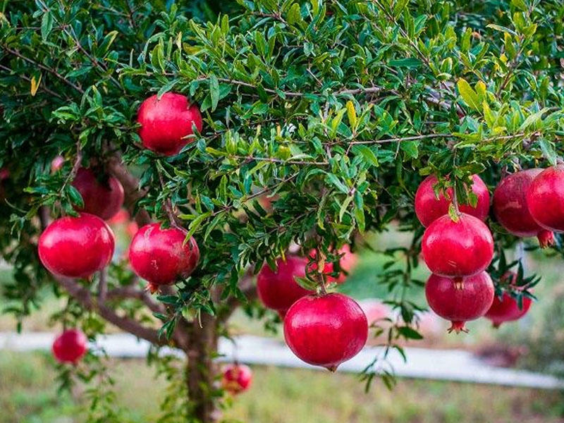 Гранат купить саженцы из питомника в Ижевске