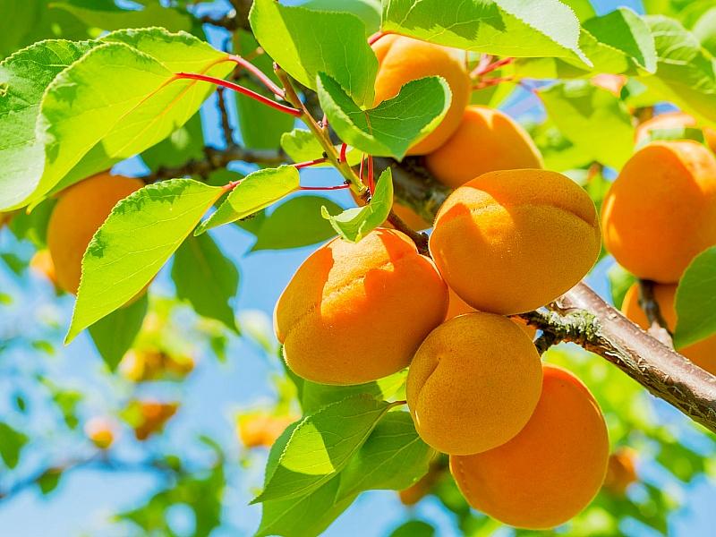 Абрикос купить саженцы из питомнике в Ижевске
