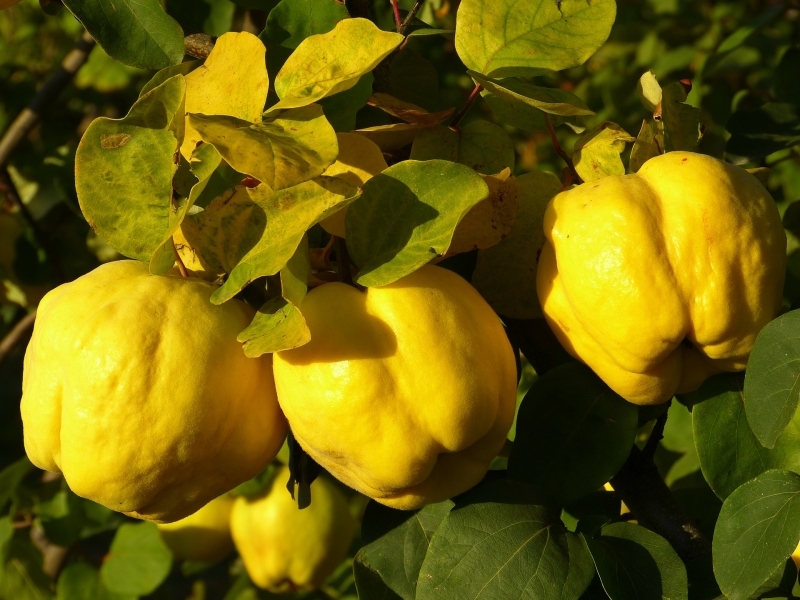 Айва купить саженцы из питомника в Ижевске