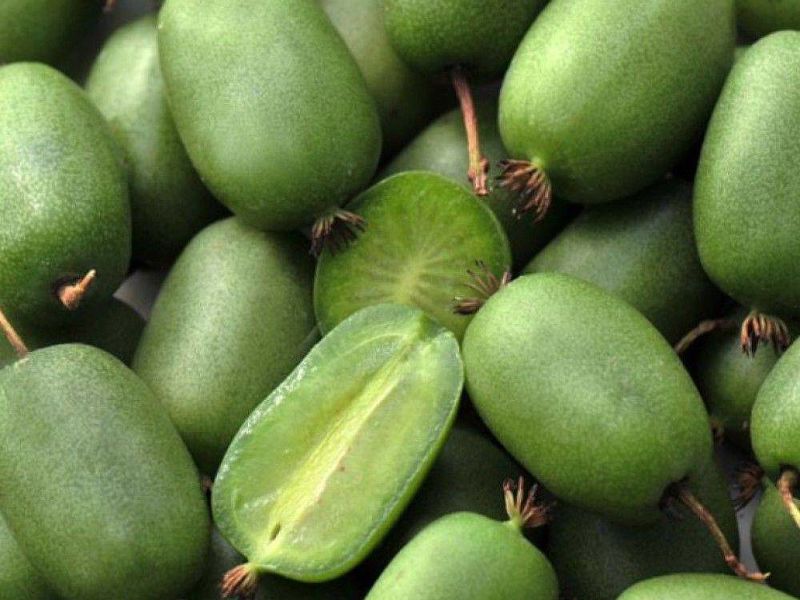 Актинидия купить саженцы из питомнике в Ижевске