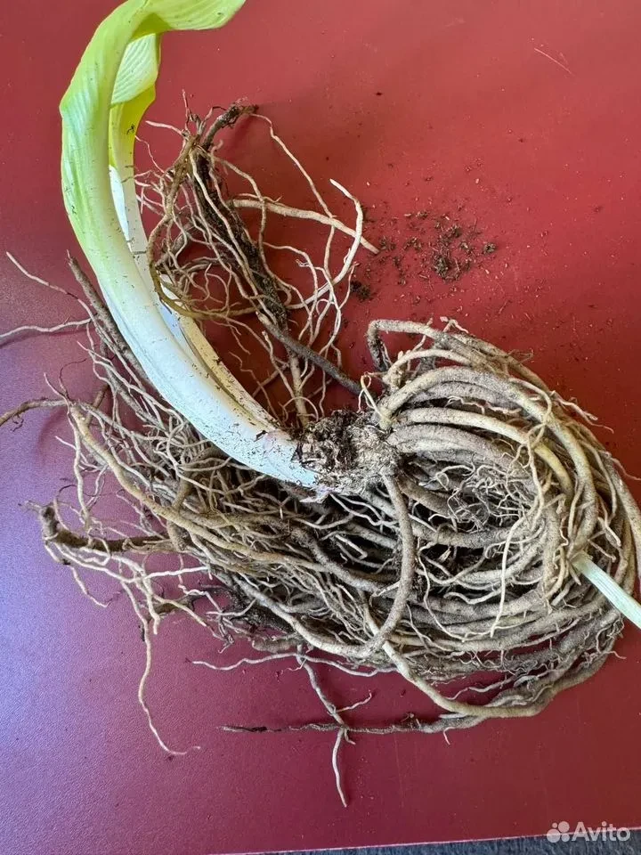Хоста "ЭНТЕРПРАЙЗ"