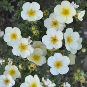 Лапчатка "МАУНТ ЭВЕРЕСТ" (стакан Р9)