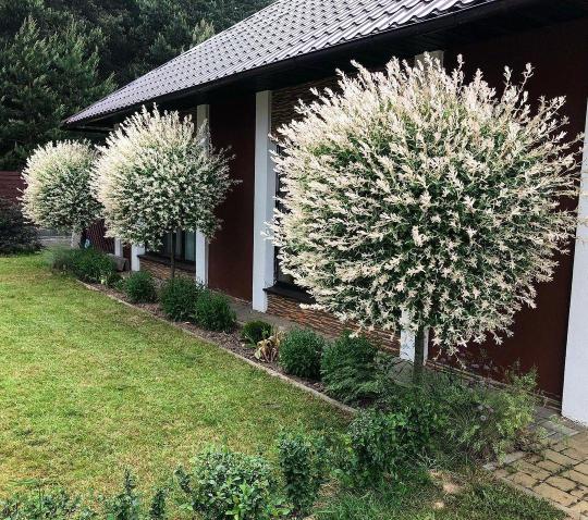 ХАКУРО НИШИКИ 2-х летний саженец