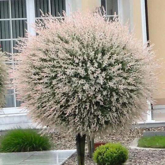 ХАКУРО НИШИКИ 2-х летний саженец