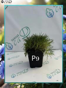 Гвоздика альпийская белая