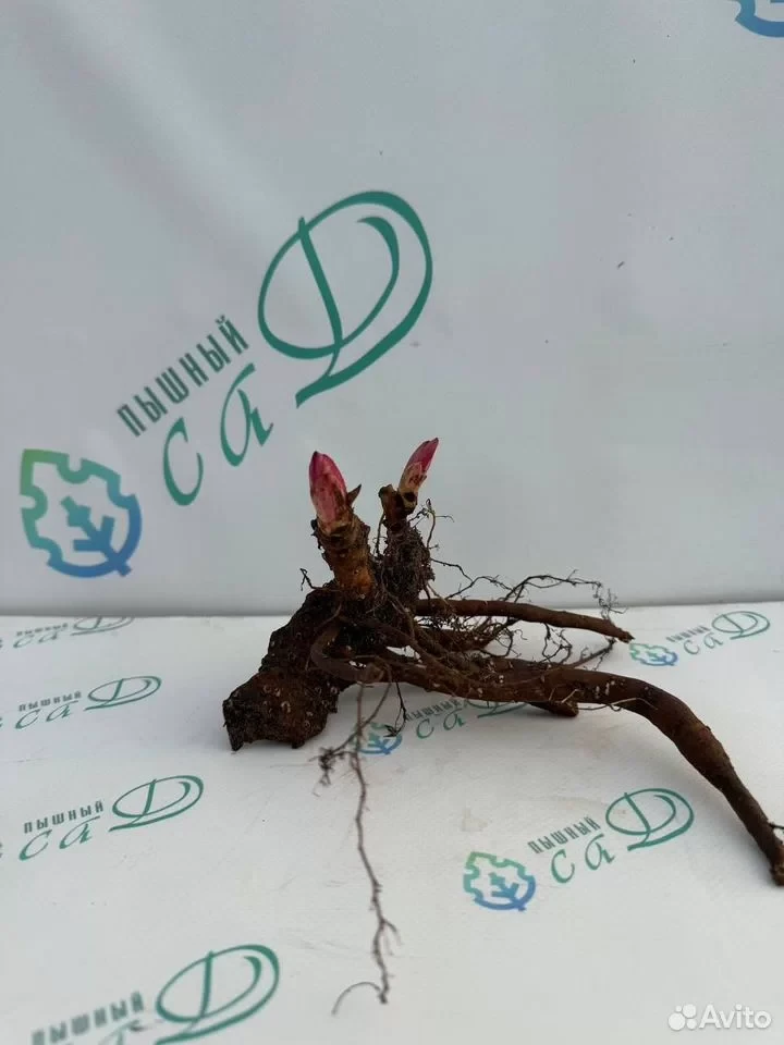 Пион "МСЬЕ МАРТЕН КАЮЗАК"