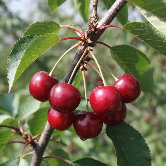 Вишня "ДЫМКА" среднего срока созревания